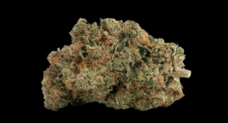 Indica
