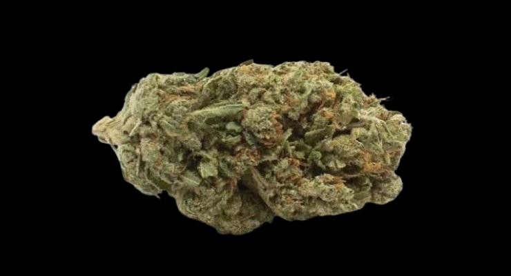 Sativa