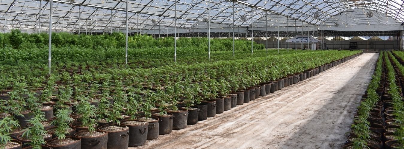 Understanding The Cannabis Growth Cycle
