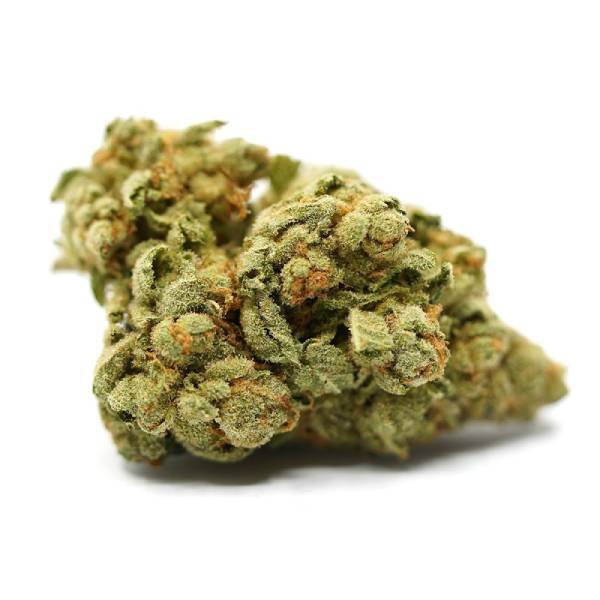 Orange Bud
