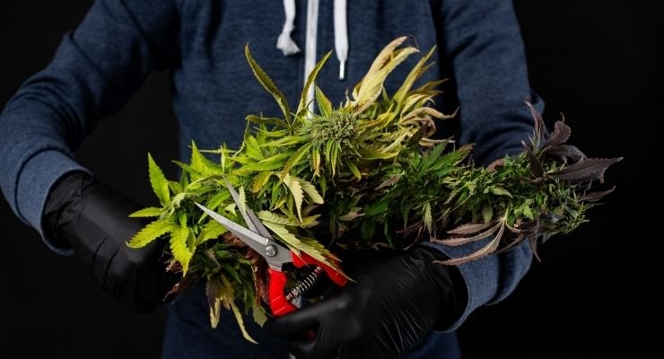 Post-Harvest Steps For Quality Cannabis