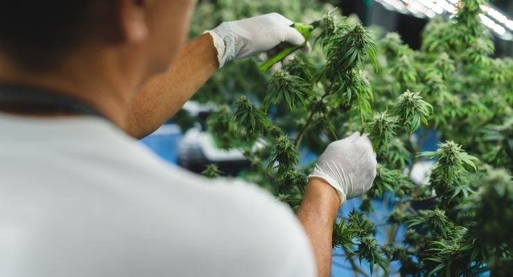 The Art Of Harvesting Cannabis