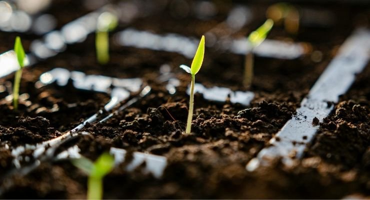 The Cannabis Seed Germination Process