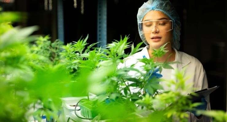 Understanding Cannabis Growth Cycle