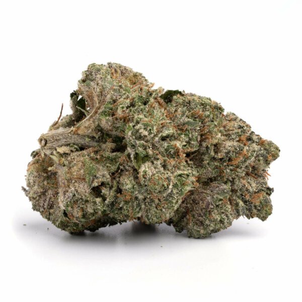 White-Rhino